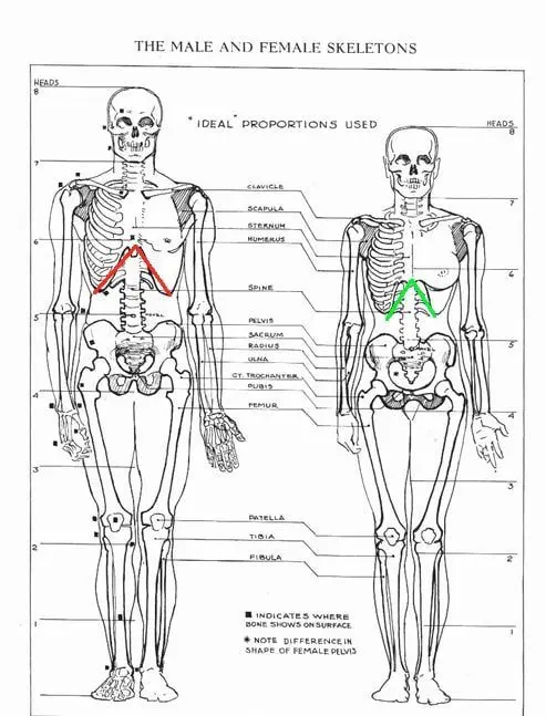 Illustration comparing male and female skeletons with labeled anatomical features and highlighted pelvic differences.