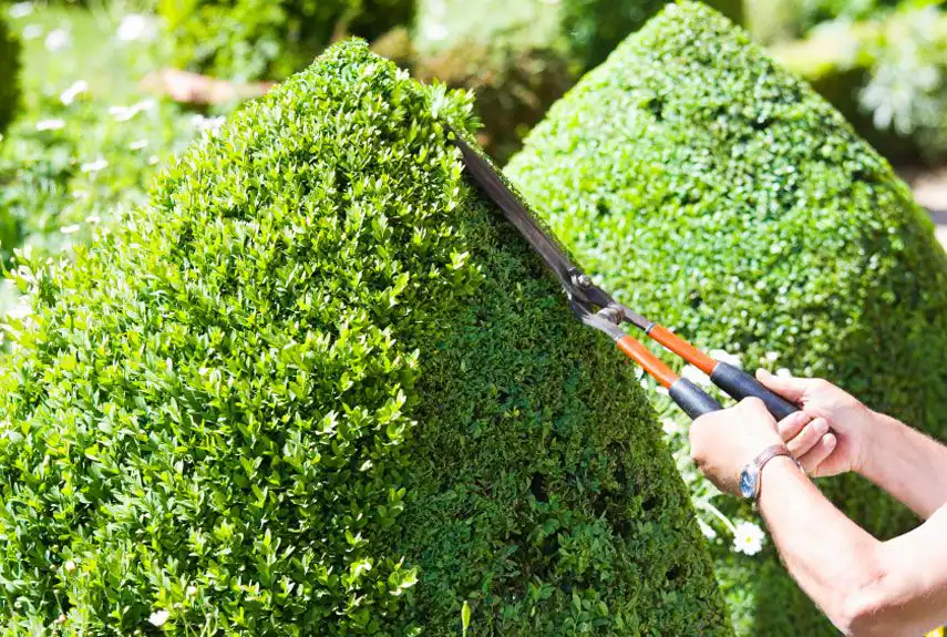 Gardener using shears to trim lush green hedge into a cone shape, focusing on precise topiary work under bright sunlight.