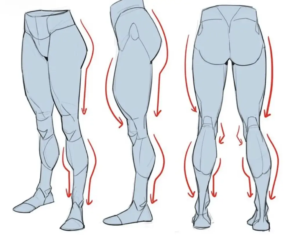 Illustration of human legs in three poses with arrows indicating muscle alignment and direction, emphasizing anatomy and movement.