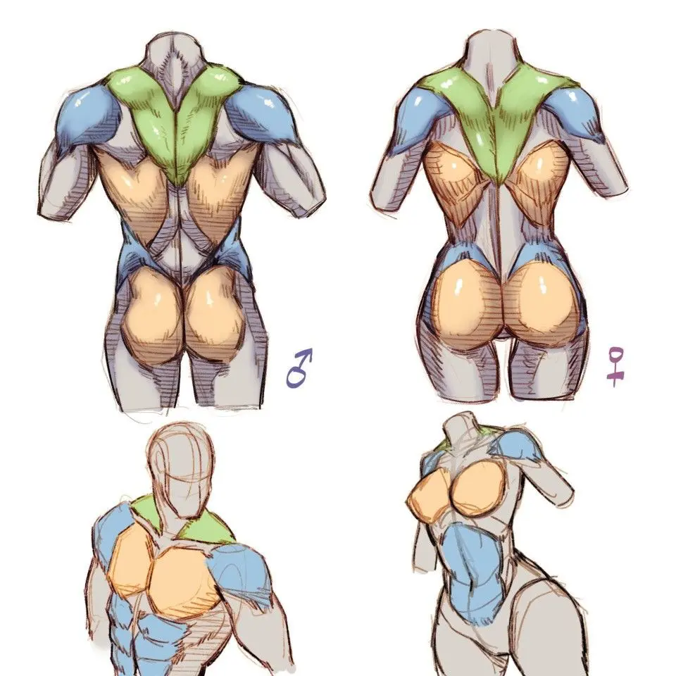 Annotated male and female anatomical muscle diagrams, front and rear views, highlighting muscle groups in different colors.