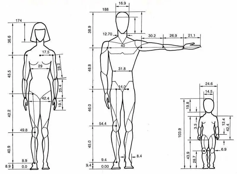 Anthropometric diagram showing adult male, female, and child body measurements for ergonomic design reference.
