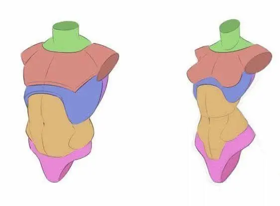 Abstract anatomy illustration with color-coded segments of the torso, highlighting muscle groups for educational purposes.