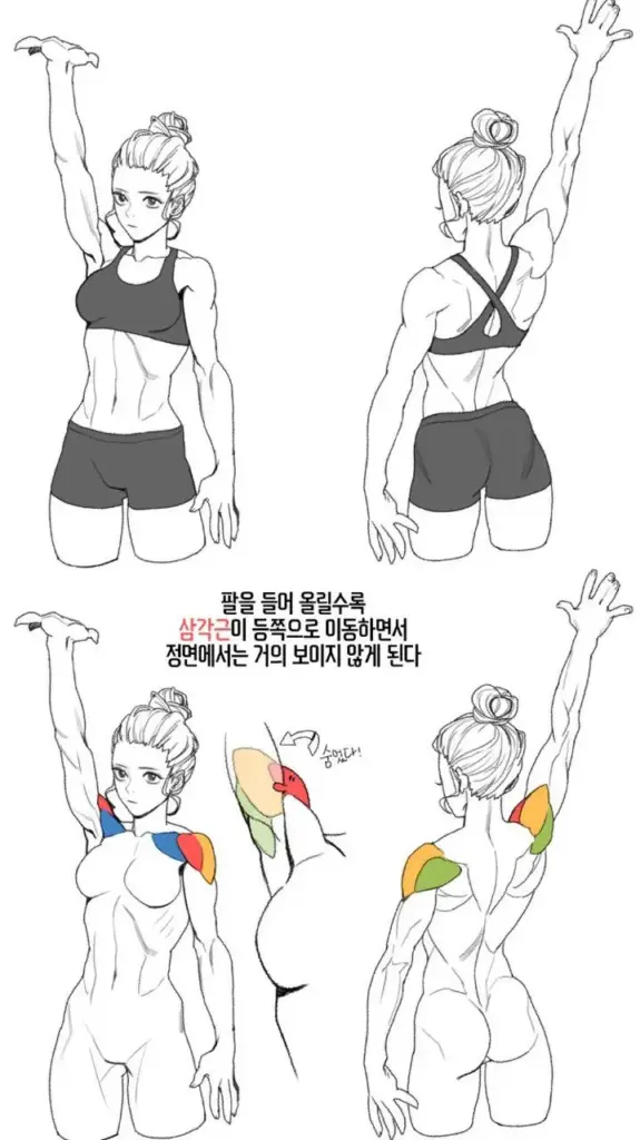 Illustration of a muscular woman from different angles, highlighting shoulder and back muscles during arm movement. Text in Korean.