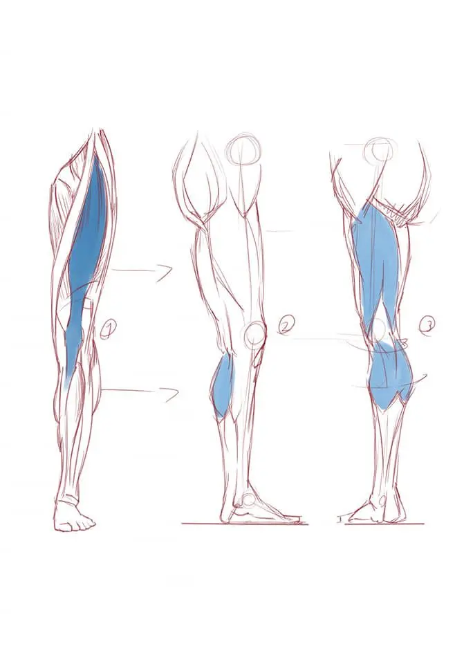 Anatomical sketch of human leg muscles, highlighting the quadriceps and calf muscles. Lateral and posterior views shown.