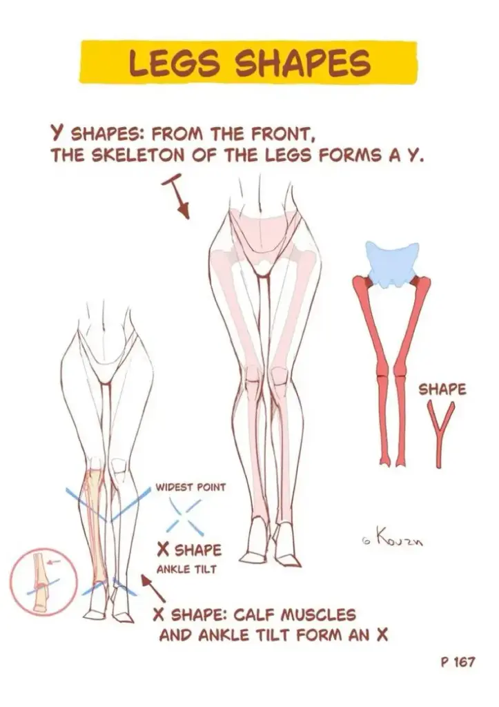 Illustration comparing Y and X leg shapes, showing skeletal alignment, calf muscles, and ankle tilt. Ideal for anatomy studies.