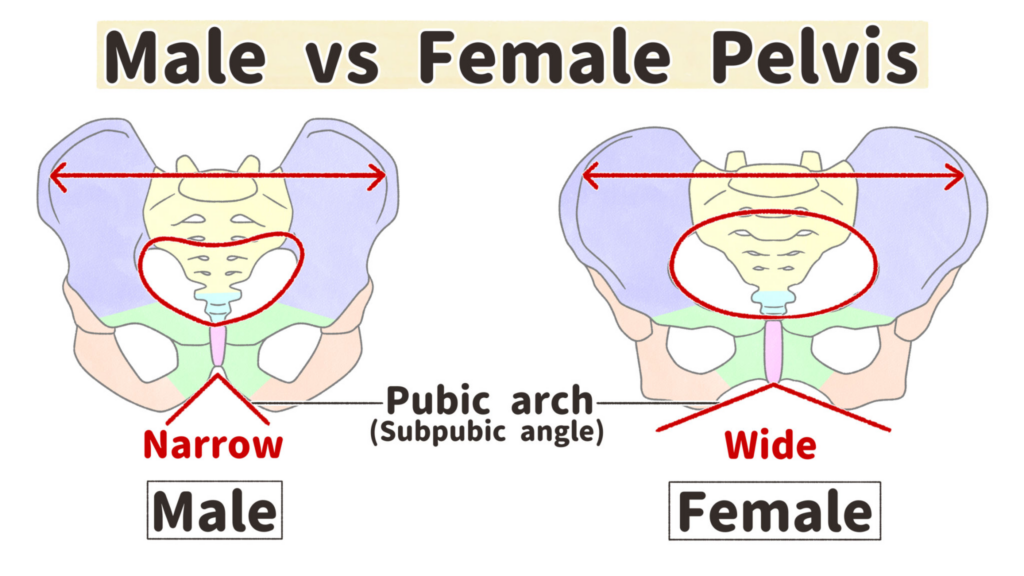 Diagram comparing male and female pelvises, highlighting differences in width and pubic arch angle for educational purposes.