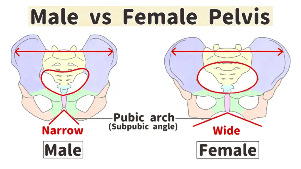 Diagram comparing male and female pelvises, highlighting differences in width and pubic arch angle for educational purposes.