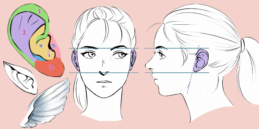 Illustration of facial and ear anatomy, highlighting zones in color with aligned side and front views, ear diagram, and