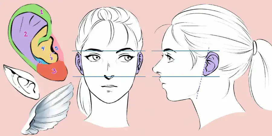 Illustration of facial and ear anatomy, highlighting zones in color with aligned side and front views, ear diagram, and