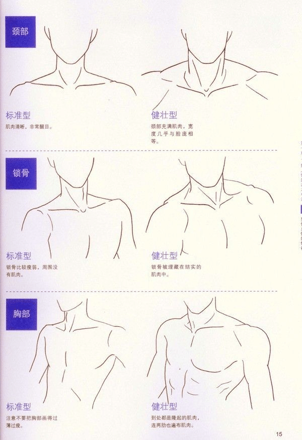 Illustration of male neck, collarbone, and chest types showcasing standard and muscular structures with labels in Chinese.