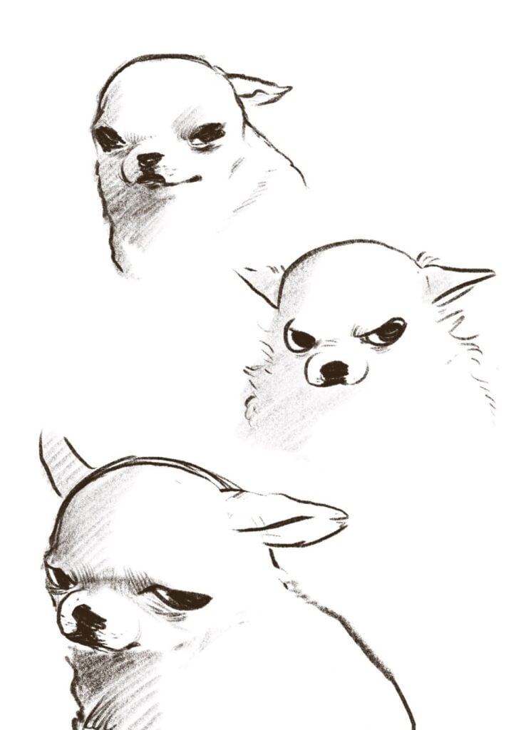 Three charcoal-style sketches of a grumpy chihuahua on white background, expressive pet portrait and character study.