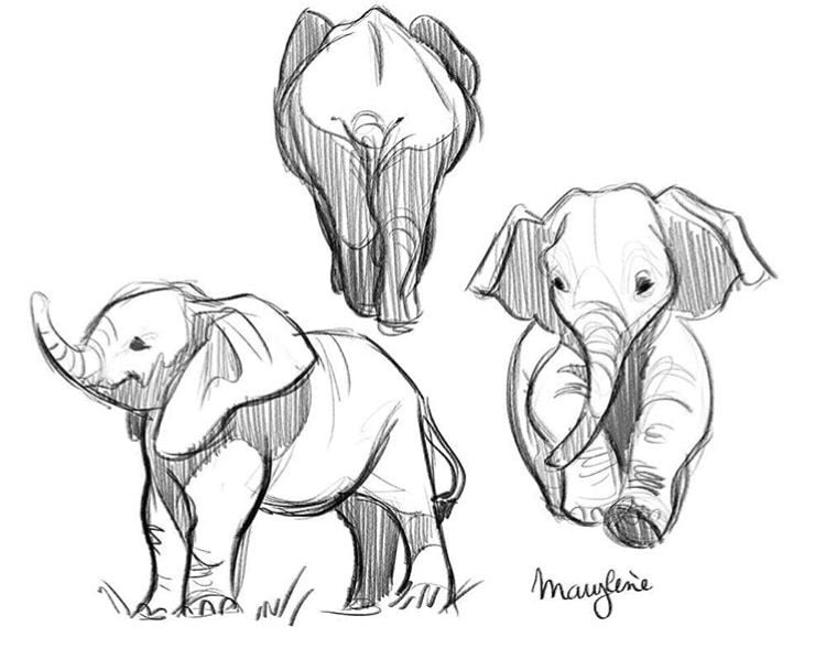 elephant 12 Pencil sketches of three baby elephants in different poses (front view, walking, standing) — charming animal illustration study. | Sky Rye Design Pencil sketches of three baby elephants in different poses (front view, walking, standing) — charming animal illustration study. how to draw an elephant
