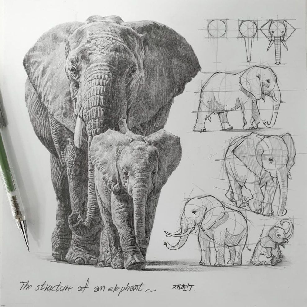 elephant 6 Pencil sketch of an elephant and calf with construction-line studies and step-by-step anatomy sketches for a drawing tutorial. | Sky Rye Design Pencil sketch of an elephant and calf with construction-line studies and step-by-step anatomy sketches for a drawing tutorial.