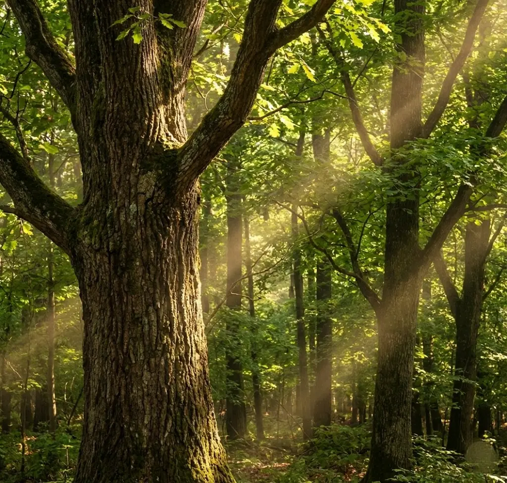 Sunlit forest with a mossy tree trunk and sunbeams piercing a lush green canopy — tranquil woodland scene
