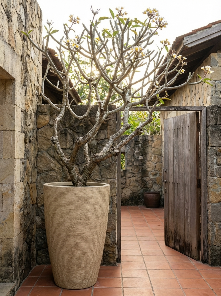 Plumeria (frangipani) tree in tall beige planter in a stone-walled courtyard with terracotta tiles and wooden gate
