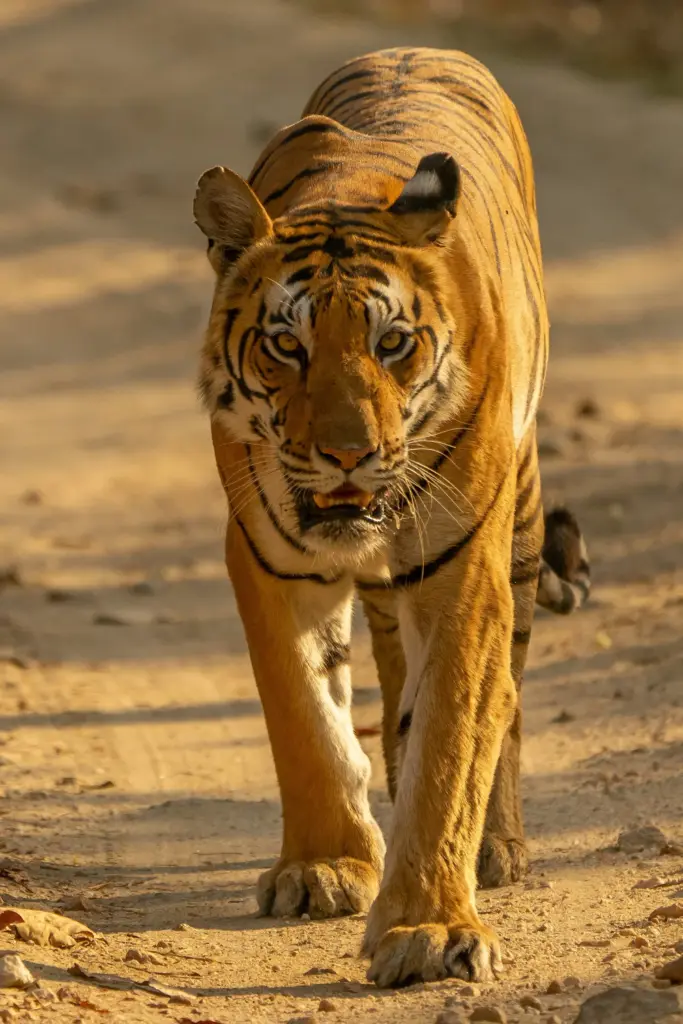 Close-up tiger walking toward camera on sunlit sandy path, striking stripes and intense eye contact