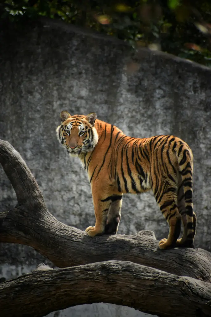 Tiger standing on a large log, looking at camera with vivid orange coat and bold black stripes