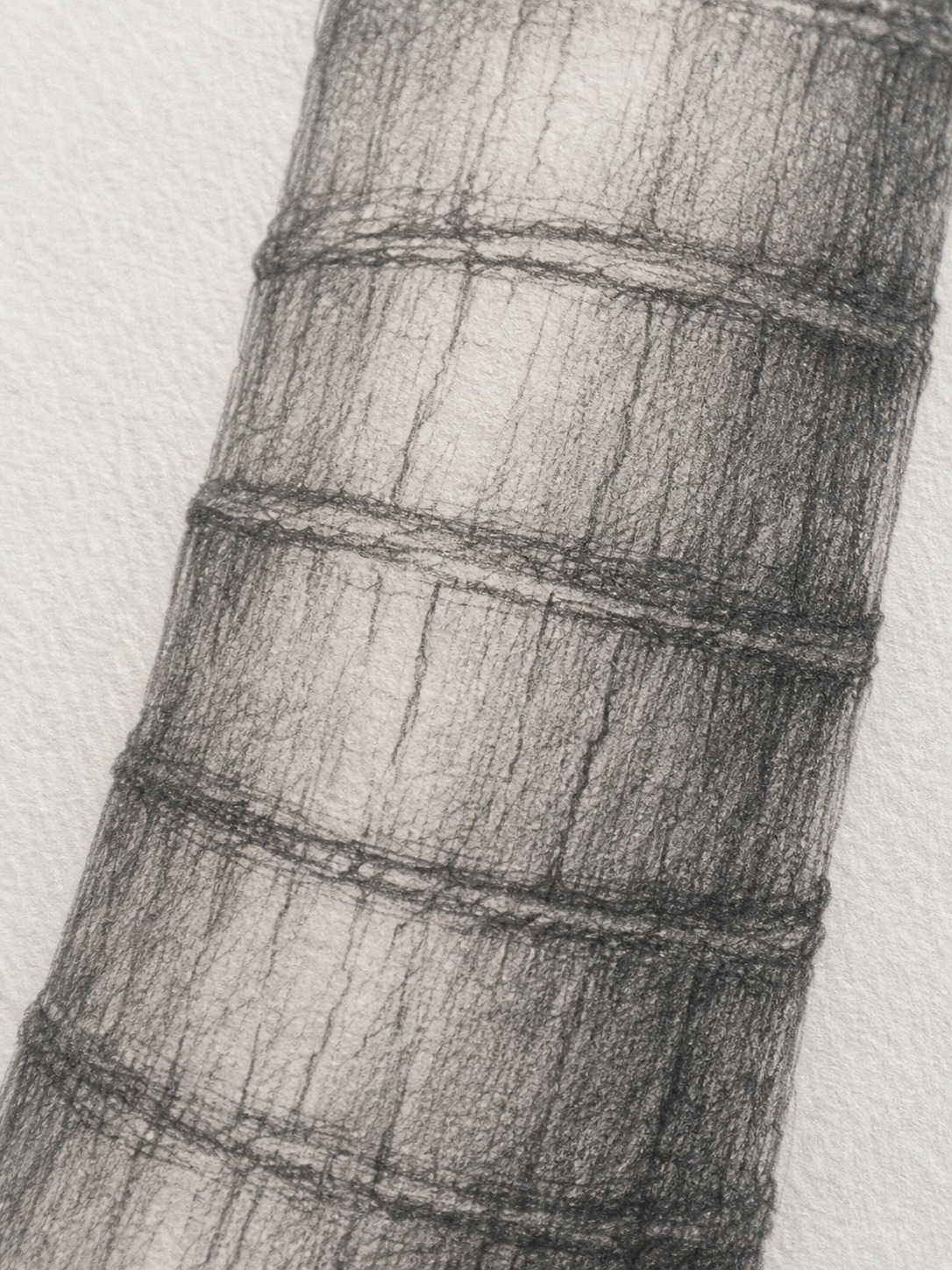 Macro view of pencil-drawn palm tree trunk rings with cylindrical graphite shading