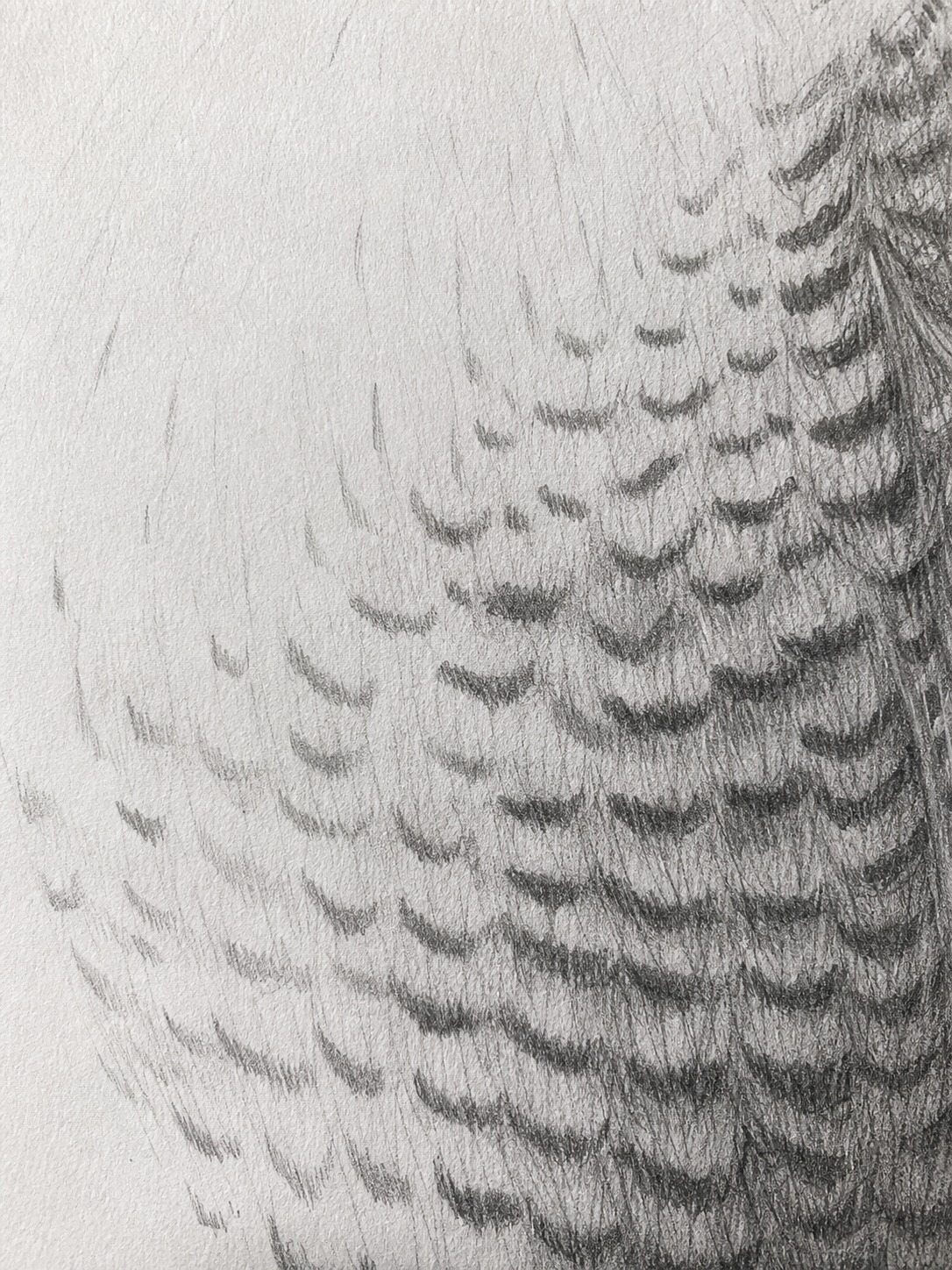 Close-up pencil texture study of peregrine falcon breast barring marks.