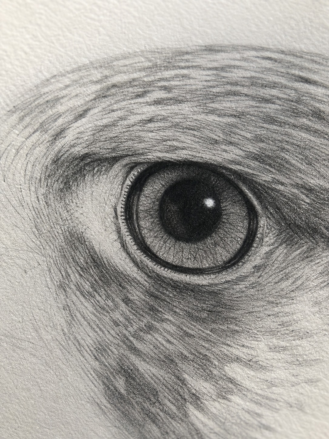 Macro view of a falcon eye pencil drawing with a bright highlight and dark eye ring.