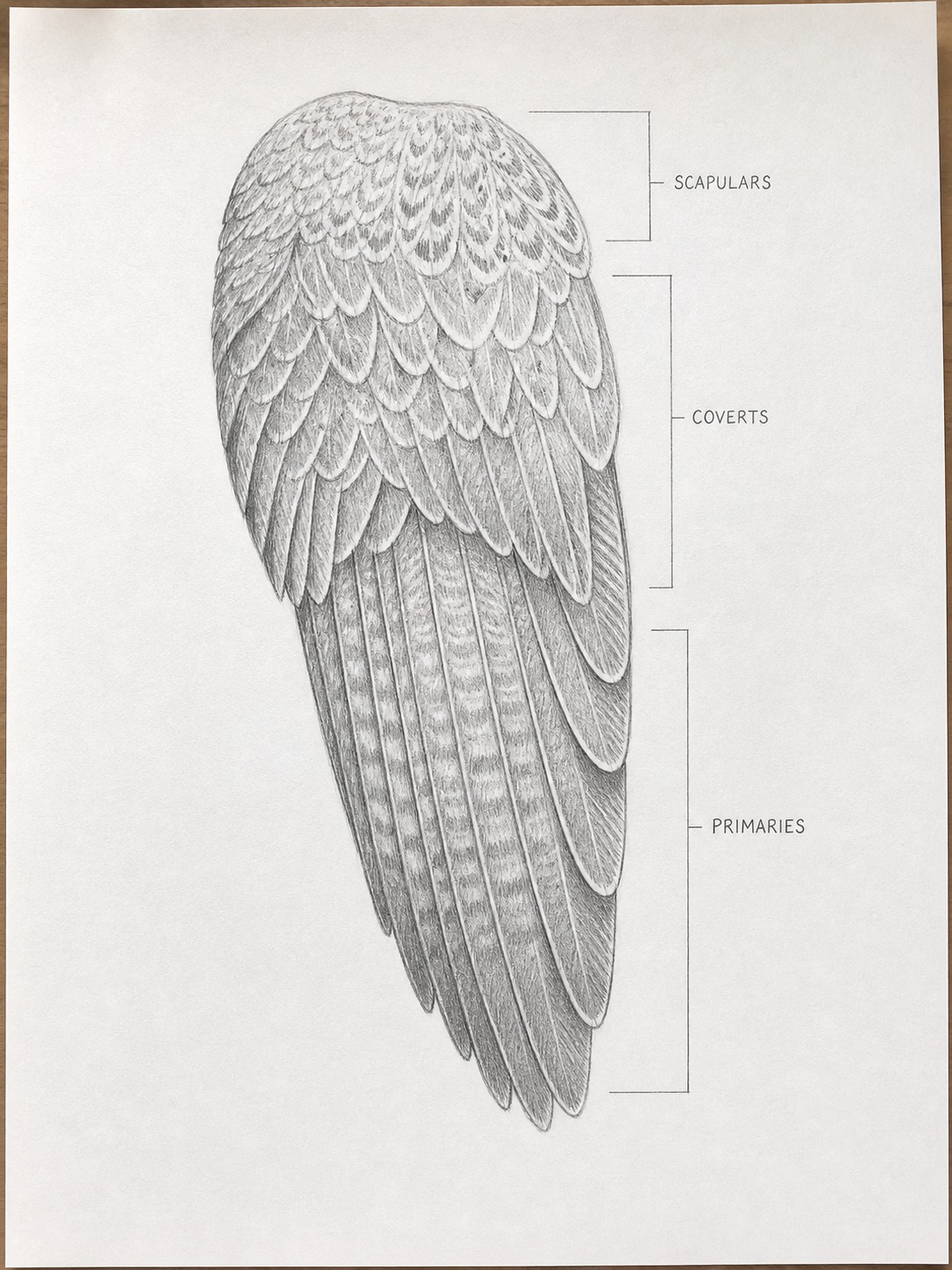 Pencil tutorial diagram showing the main feather groups on a folded falcon wing.