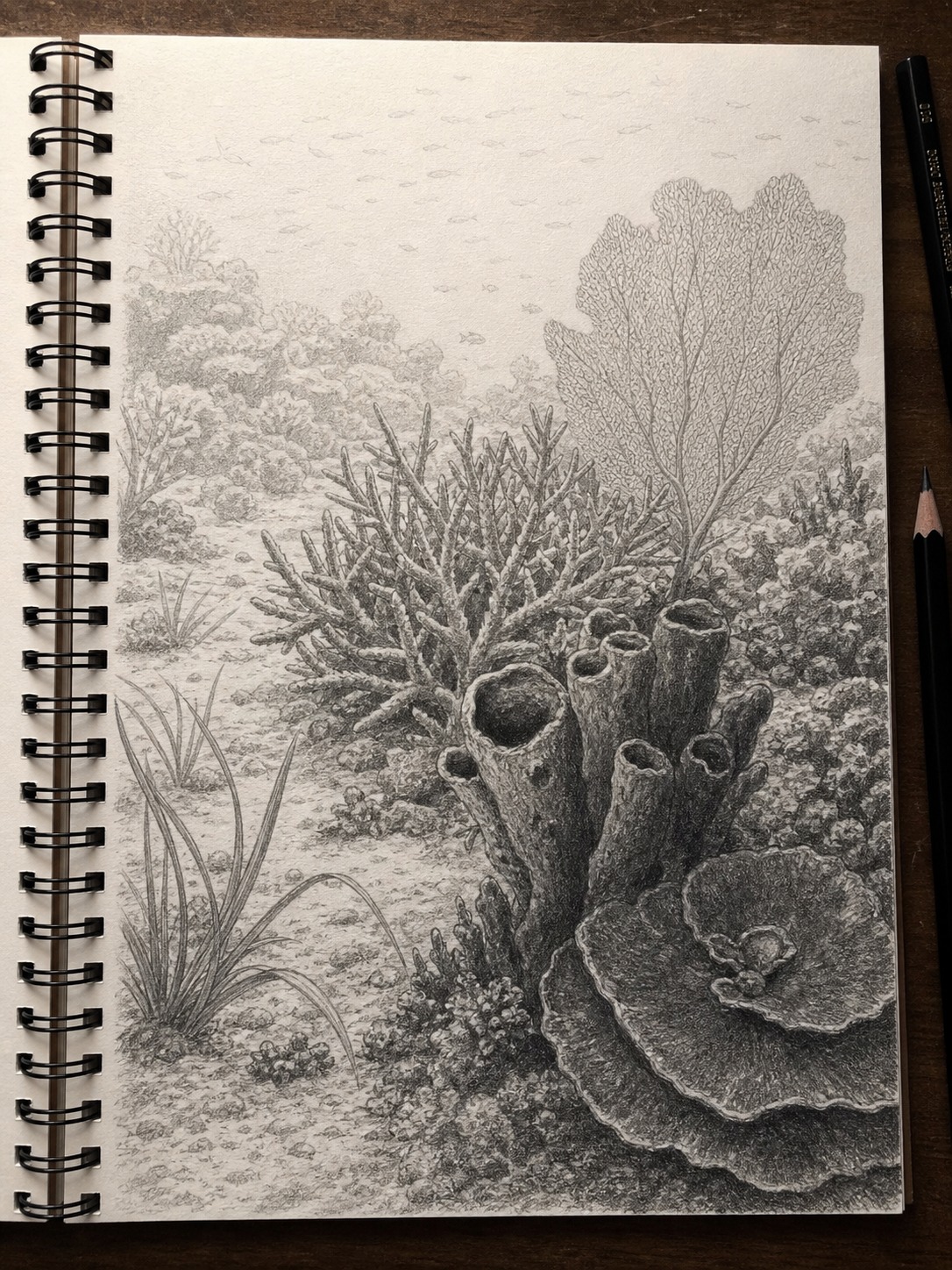 Finished graphite coral reef drawing with dark foreground and pale background forms.