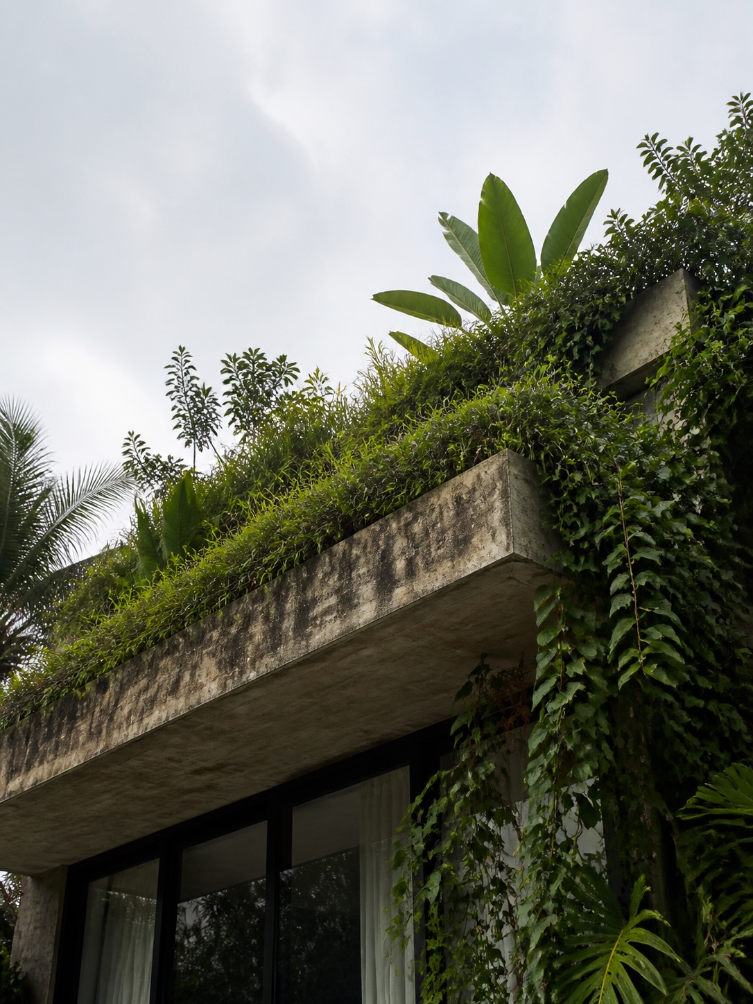 A villa roof with climbing vegetation and planted roof layers above a concrete structural edge.