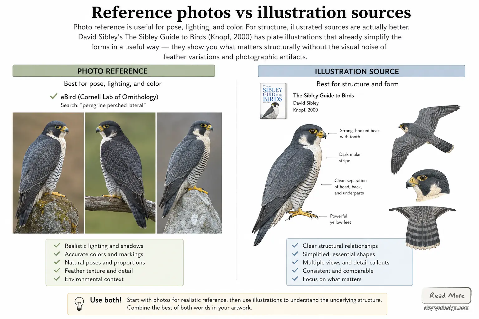 Infographic comparing photo references vs illustration sources for peregrine falcon, benefits and tips for artists