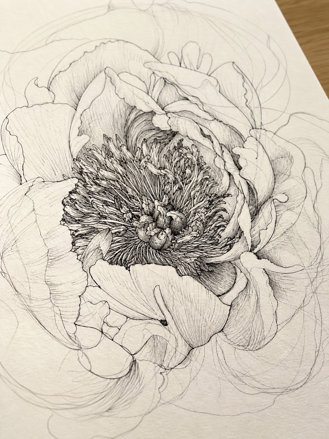Detailed pencil and ink drawing of a peony center with stamens and tightly layered inner petals.