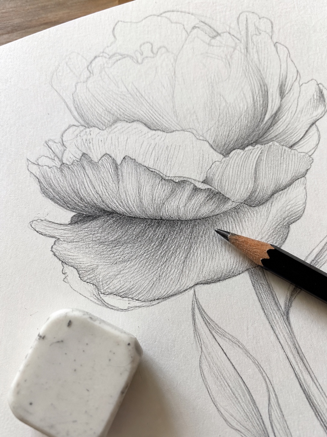 Close-up of a peony pencil drawing in progress showing layered petals with careful hatching and shading.