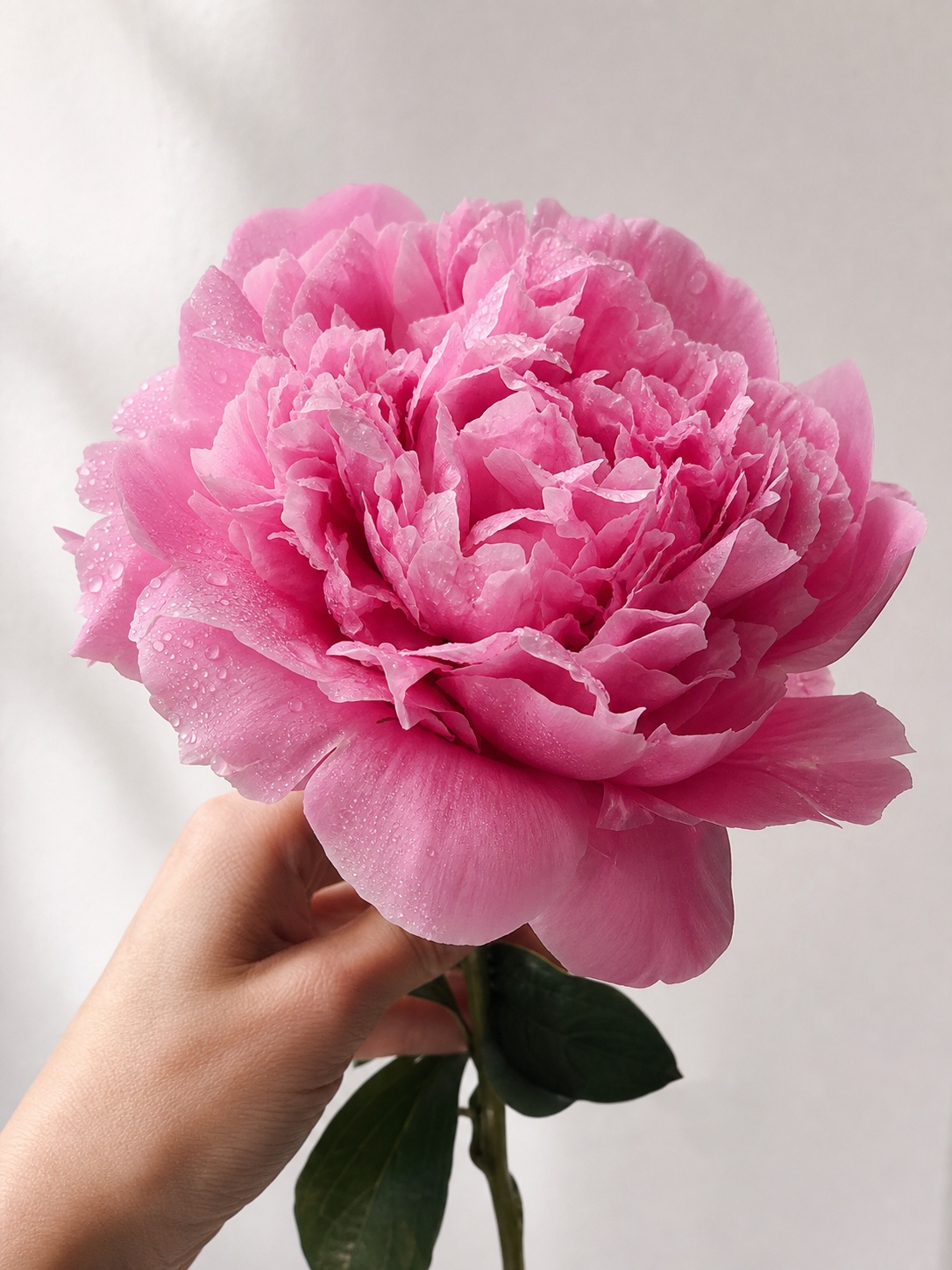 Close-up reference photo of an open pink peony bloom with textured petals in soft window light.