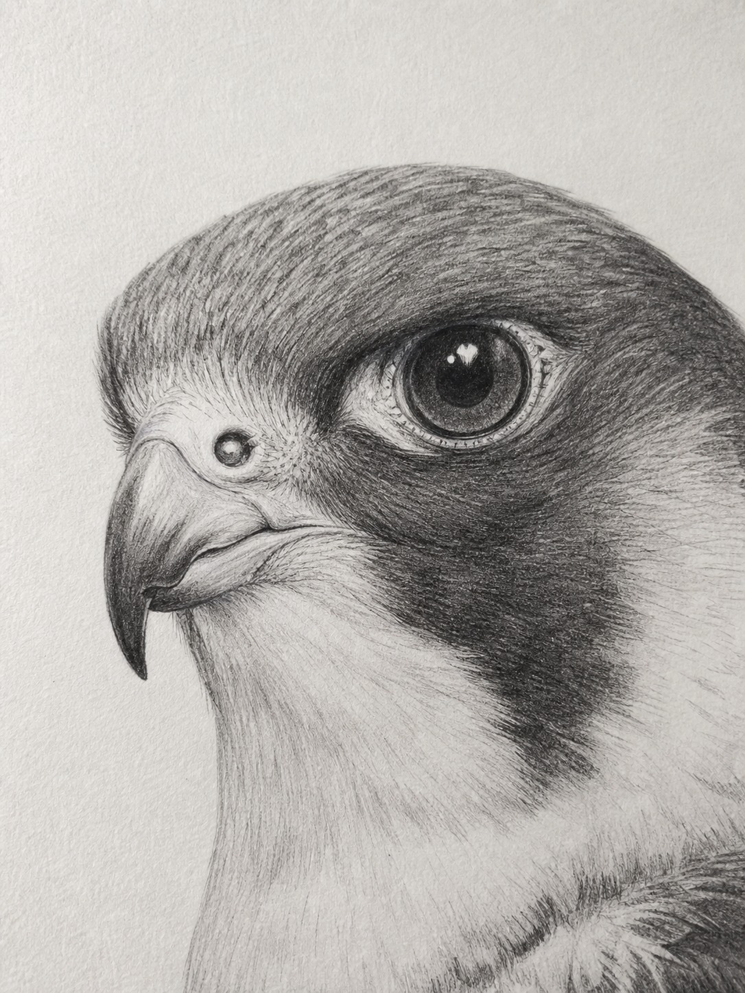 Close-up pencil drawing of a peregrine falcon head showing the eye highlight and hooked beak.