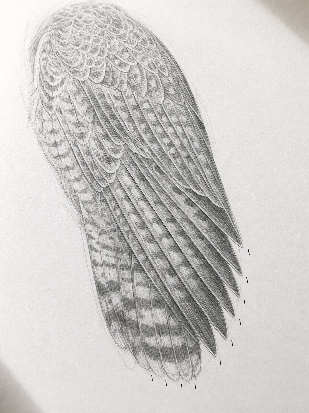 Pencil study of a peregrine falcon wing fold with primary feathers crossing over the tail.