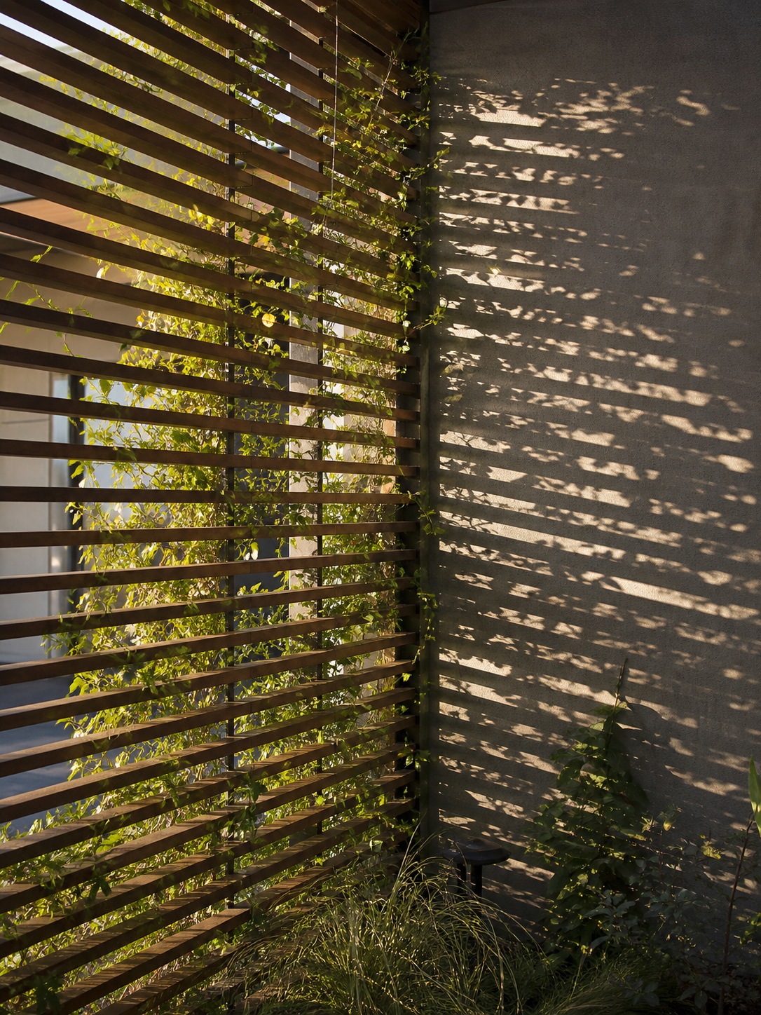 Sunlight through louvered privacy screen Sunlight filters through wood louvers and climbing vines, casting dappled shadows on a wall. | Sky Rye Design Sunlight filters through wood louvers and climbing vines, casting dappled shadows on a wall.