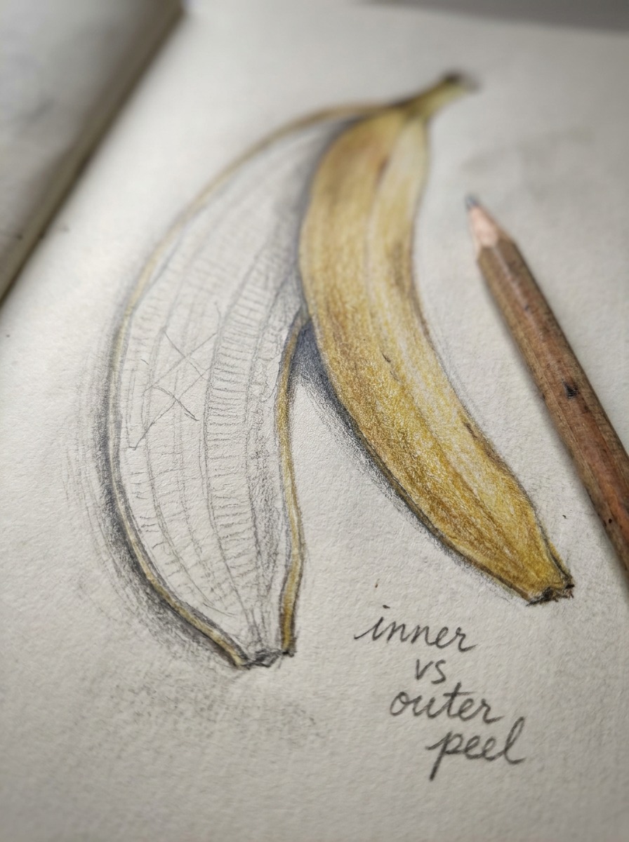 Banana inner and outer peel texture A close-up sketchbook study comparing the pale inner peel surface with the colored outer peel. | Sky Rye Design A close-up sketchbook study comparing the pale inner peel surface with the colored outer peel.