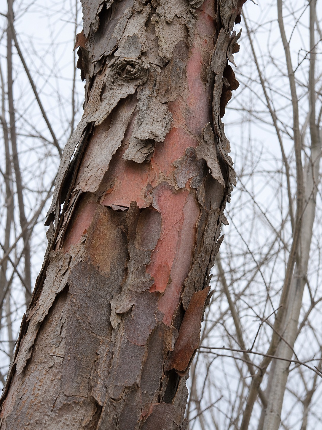 Close-up of Chinese pistache bark peeling to reveal a salmon-pink underlayer in winter.