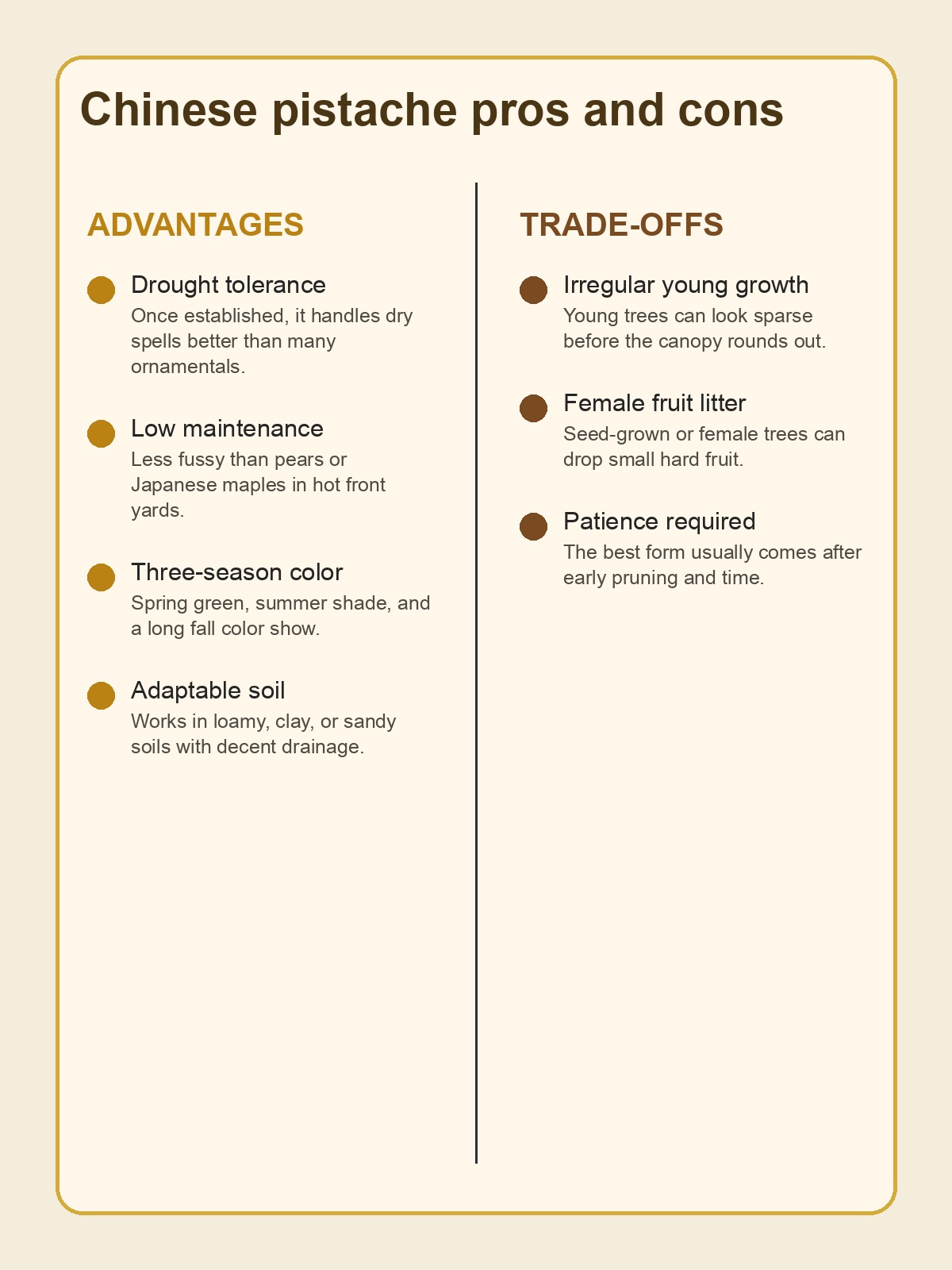 Infographic comparing Chinese pistache advantages and trade-offs for landscape design.
