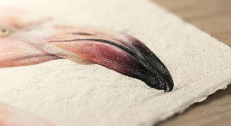 Close-up colored pencil rendering of a flamingo beak showing the pale-to-black gradient