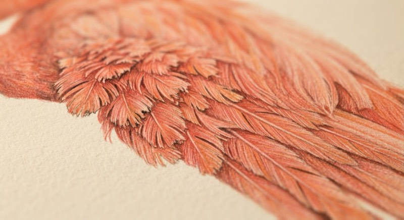 Close-up colored pencil rendering of layered flamingo wing feather texture in coral and salmon tones
