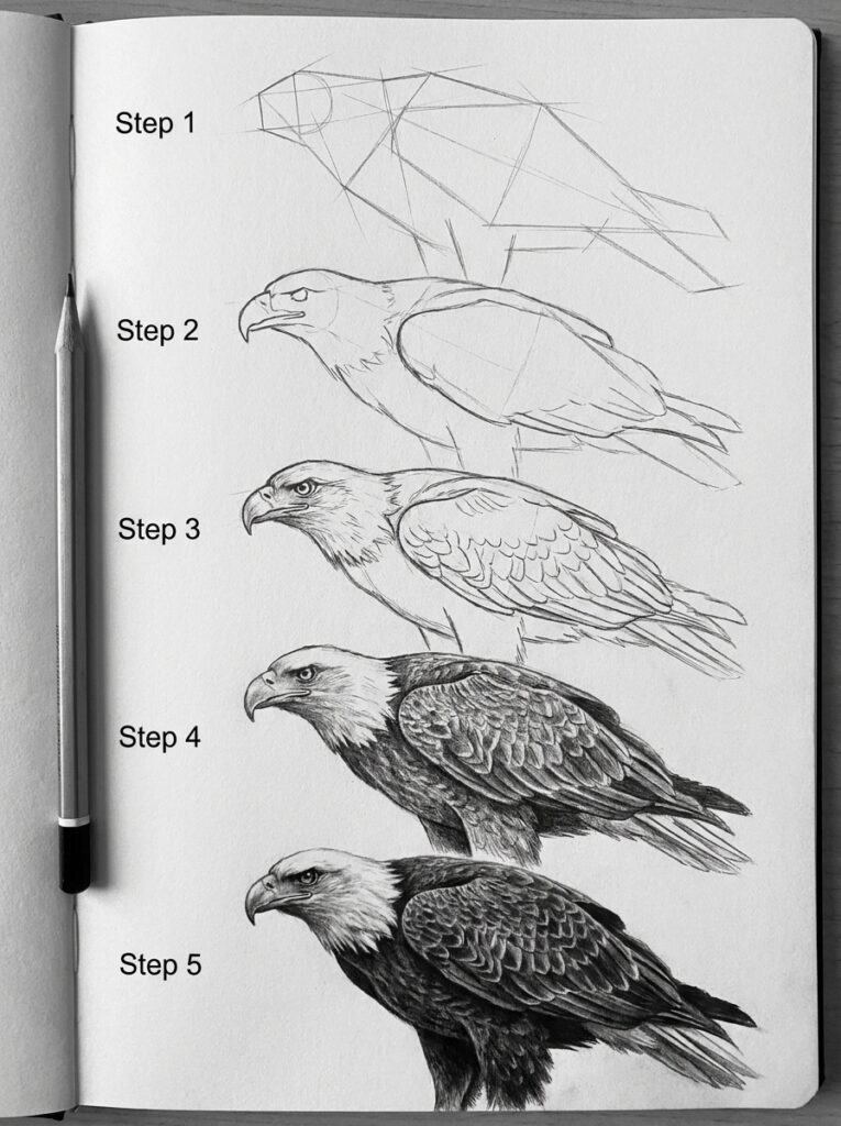 Eagle_drawing_tutorial_five_steps_202607160356 Step-by-step pencil tutorial: five stages to draw a realistic bald eagle in a sketchbook | Sky Rye Design Step-by-step pencil tutorial: five stages to draw a realistic bald eagle in a sketchbook