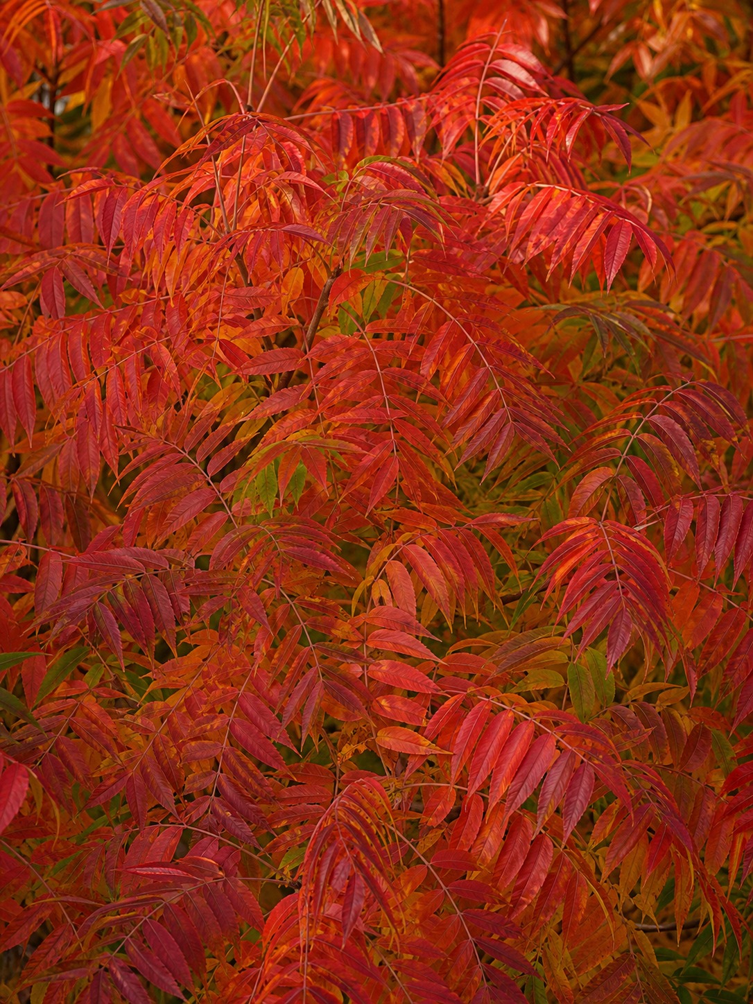 Close-up of Keith Davey Chinese pistache foliage in crimson-orange fall color without fruit clusters.
