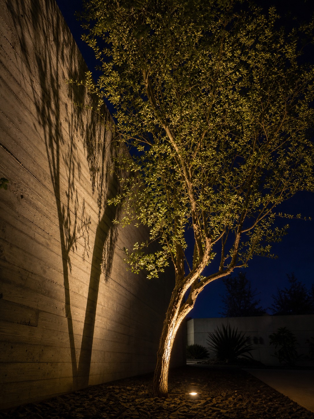 Outdoor accent lighting on an uplit tree Specimen tree uplit beside a board-formed concrete wall with crisp shadows at night | Sky Rye Design Specimen tree uplit beside a board-formed concrete wall with crisp shadows at night