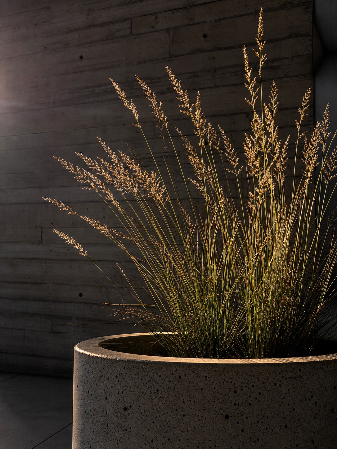 Sculptural concrete planter with structural grasses Oversized concrete planter with tall structural grasses backlit against a board-formed concrete wall | Sky Rye Design Oversized concrete planter with tall structural grasses backlit against a board-formed concrete wall