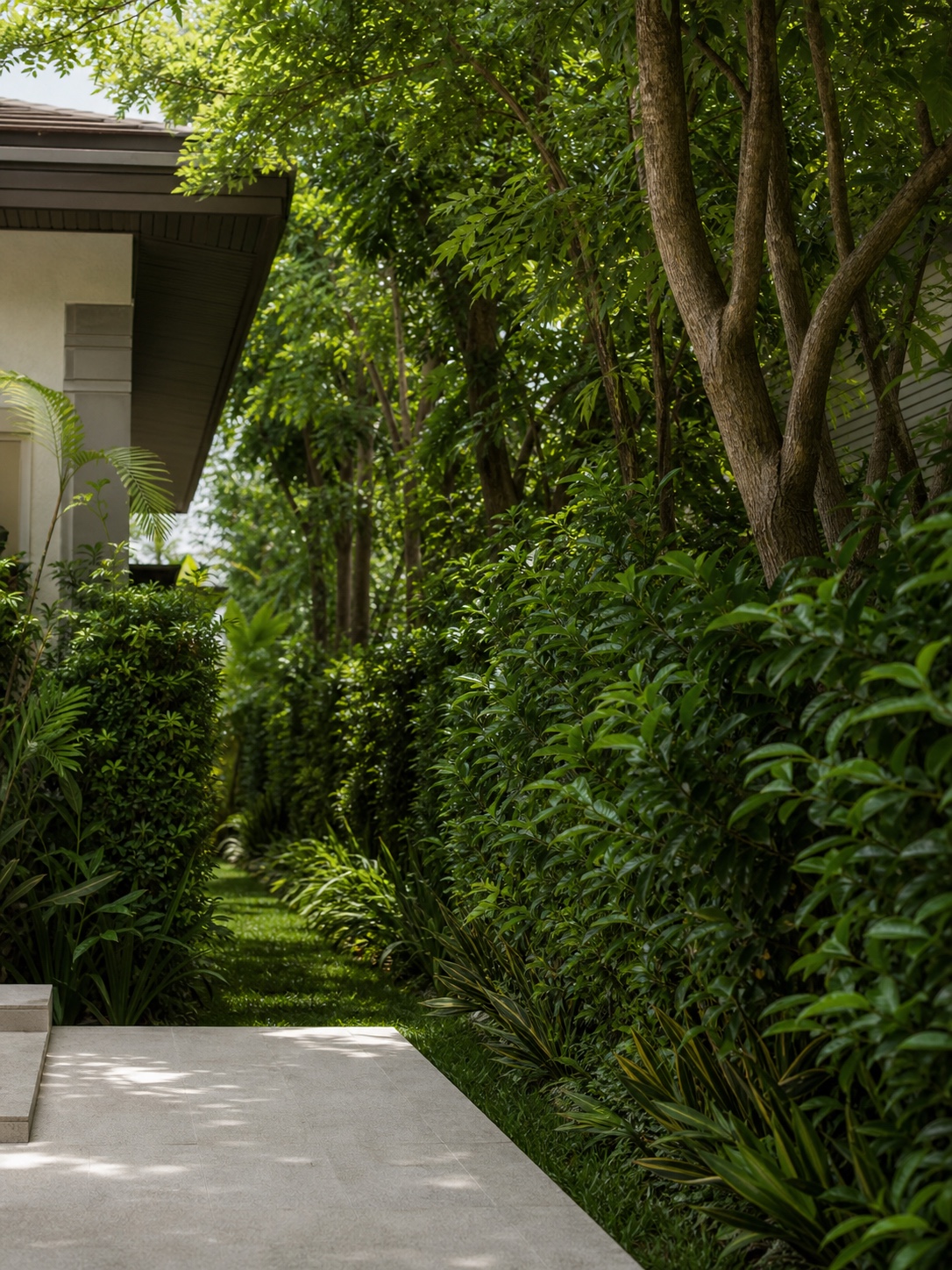 Tropical landscape buffer between luxury plots Dense tropical hedge and hardwood trees screening the view between two luxury home plots | Sky Rye Design Dense tropical hedge and hardwood trees screening the view between two luxury home plots
