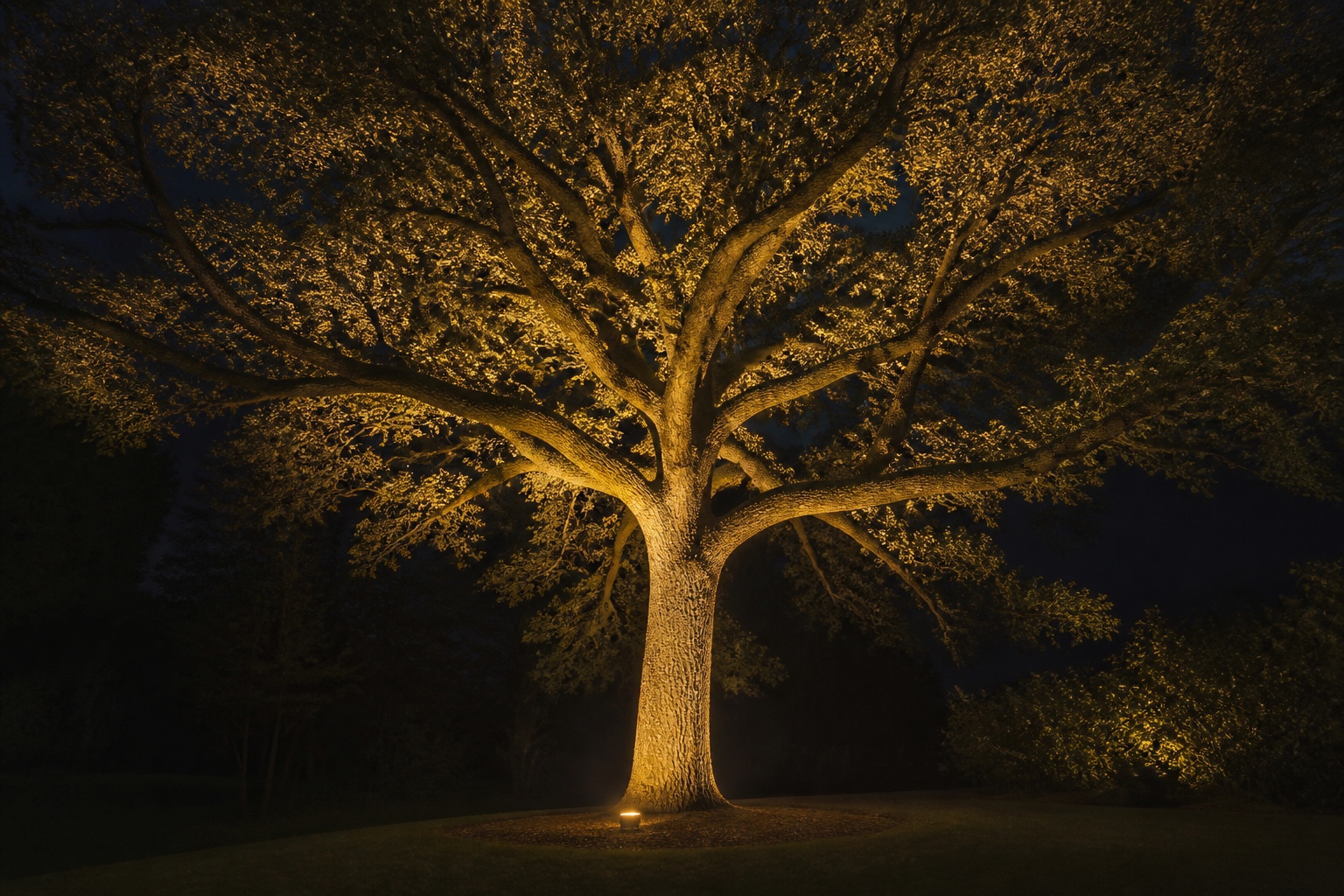 Accent uplighting on a mature tree A mature front-yard tree lit from below with warm uplighting against a dark evening sky. | Sky Rye Design A mature front-yard tree lit from below with warm uplighting against a dark evening sky.