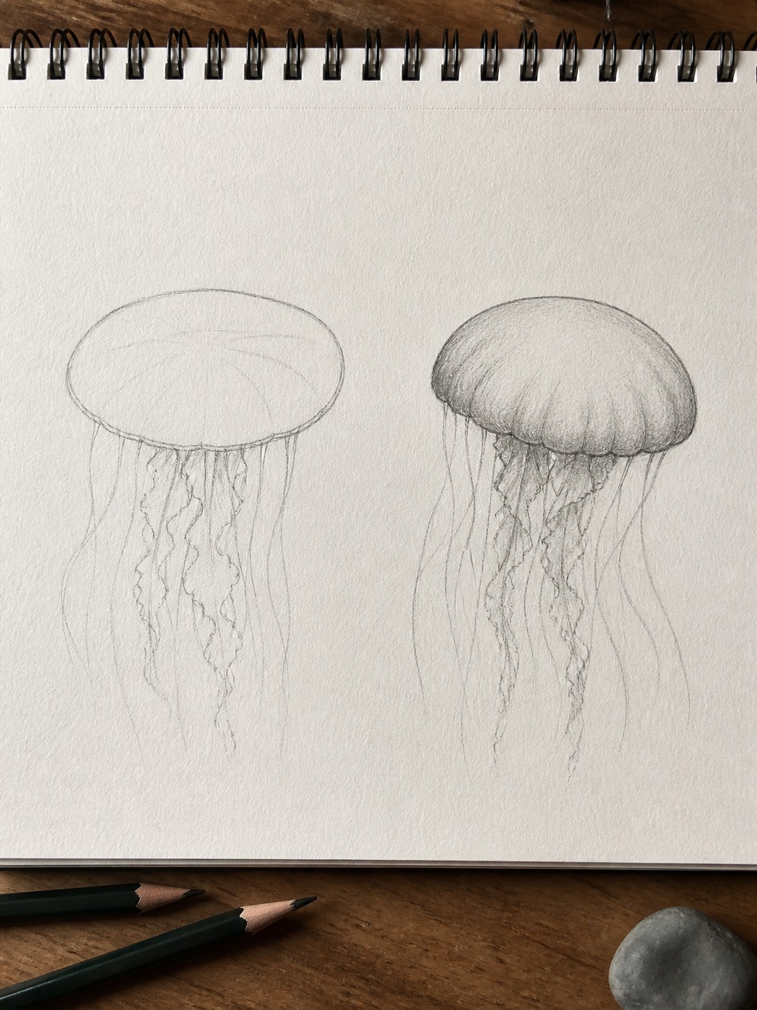 Flat and domed jellyfish bell comparison Comparison sketch of a flat circular jellyfish bell and a shaded domed oval bell. | Sky Rye Design Comparison sketch of a flat circular jellyfish bell and a shaded domed oval bell.