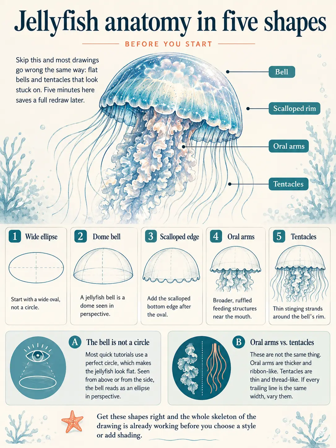 17bafe49-17c4-4482-b560-af94b441de9c Jellyfish anatomy infographic and drawing guide: bell, scalloped rim, oral arms, tentacles, five shapes | Sky Rye Design Jellyfish anatomy infographic and drawing guide: bell, scalloped rim, oral arms, tentacles, five shapes