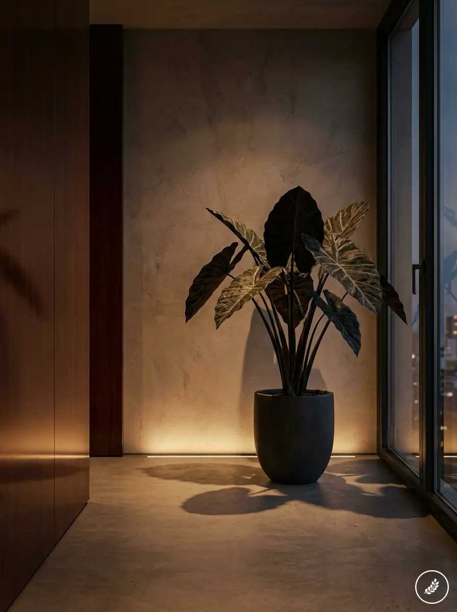 Alocasia_against_mahogany_wall_202608051621 Large-leaf potted tropical plant in a modern minimalist hallway by floor-to-ceiling glass doors, warm ambient lighting. | Sky Rye Design Large-leaf potted tropical plant in a modern minimalist hallway by floor-to-ceiling glass doors, warm ambient lighting.