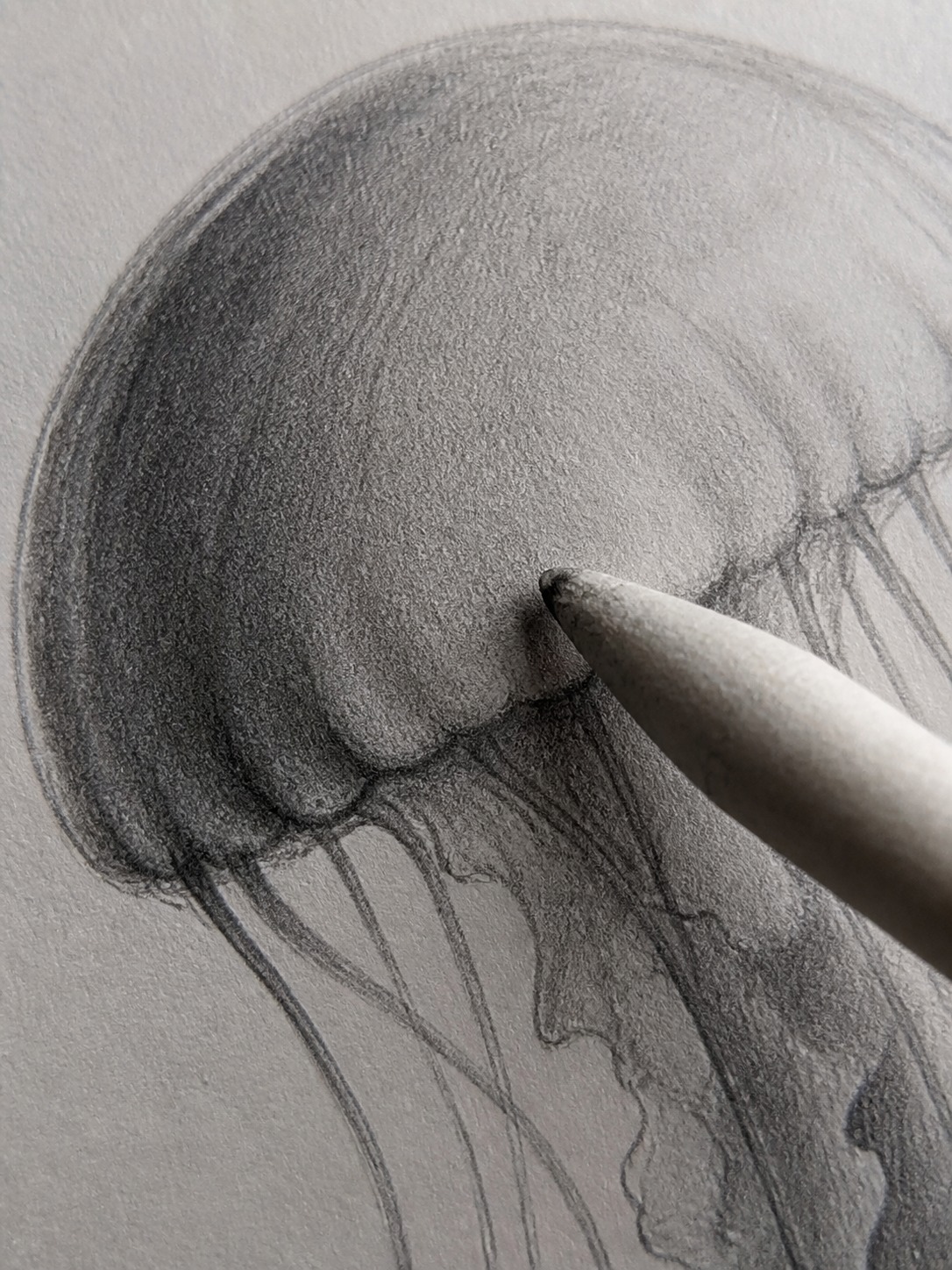 Graphite shading on a jellyfish bell Graphite shading being blended on the bell of a realistic jellyfish drawing. | Sky Rye Design Graphite shading being blended on the bell of a realistic jellyfish drawing.