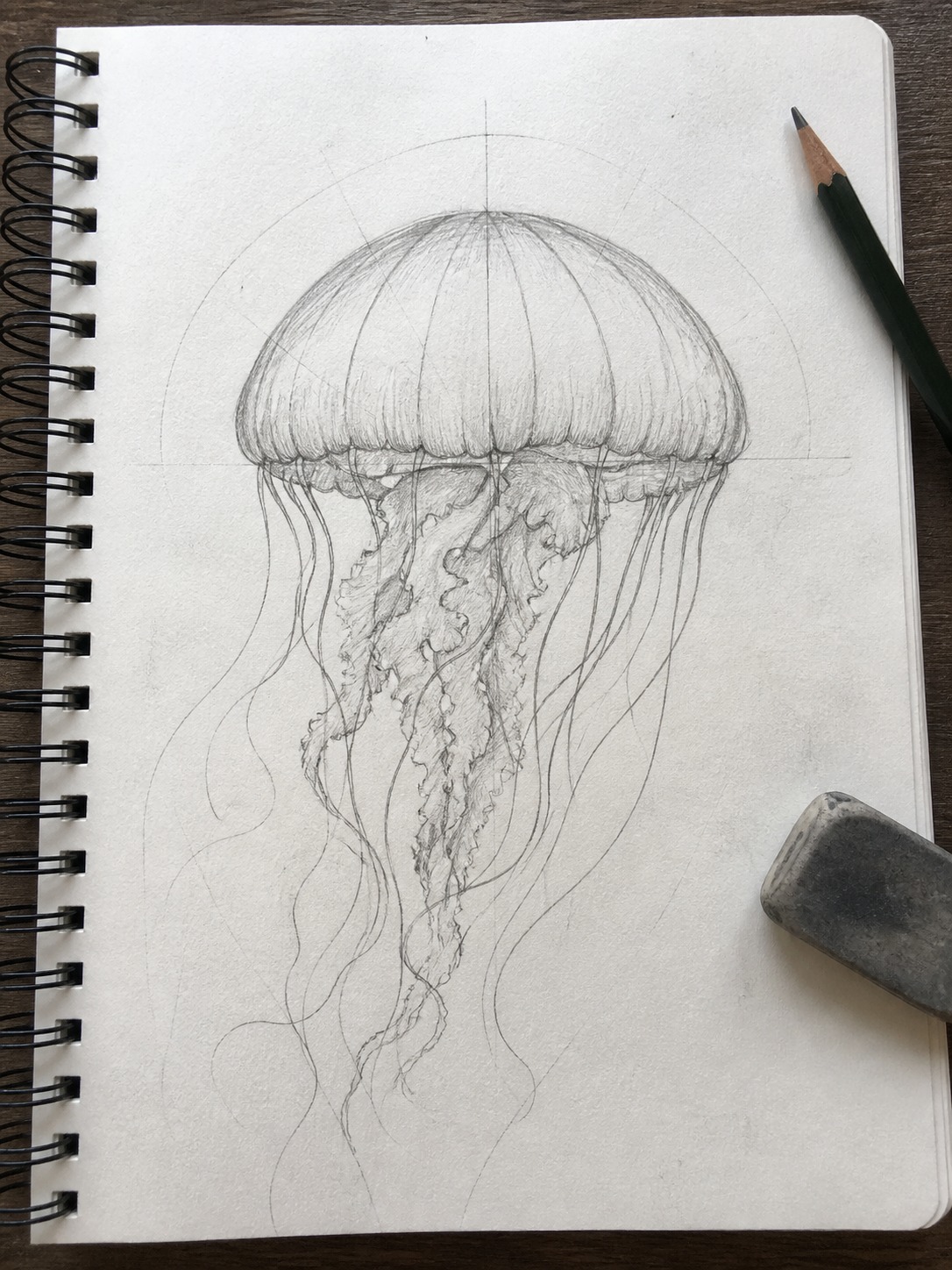 Realistic jellyfish construction sketch Realistic jellyfish construction sketch with faint guide lines across the bell. | Sky Rye Design Realistic jellyfish construction sketch with faint guide lines across the bell.